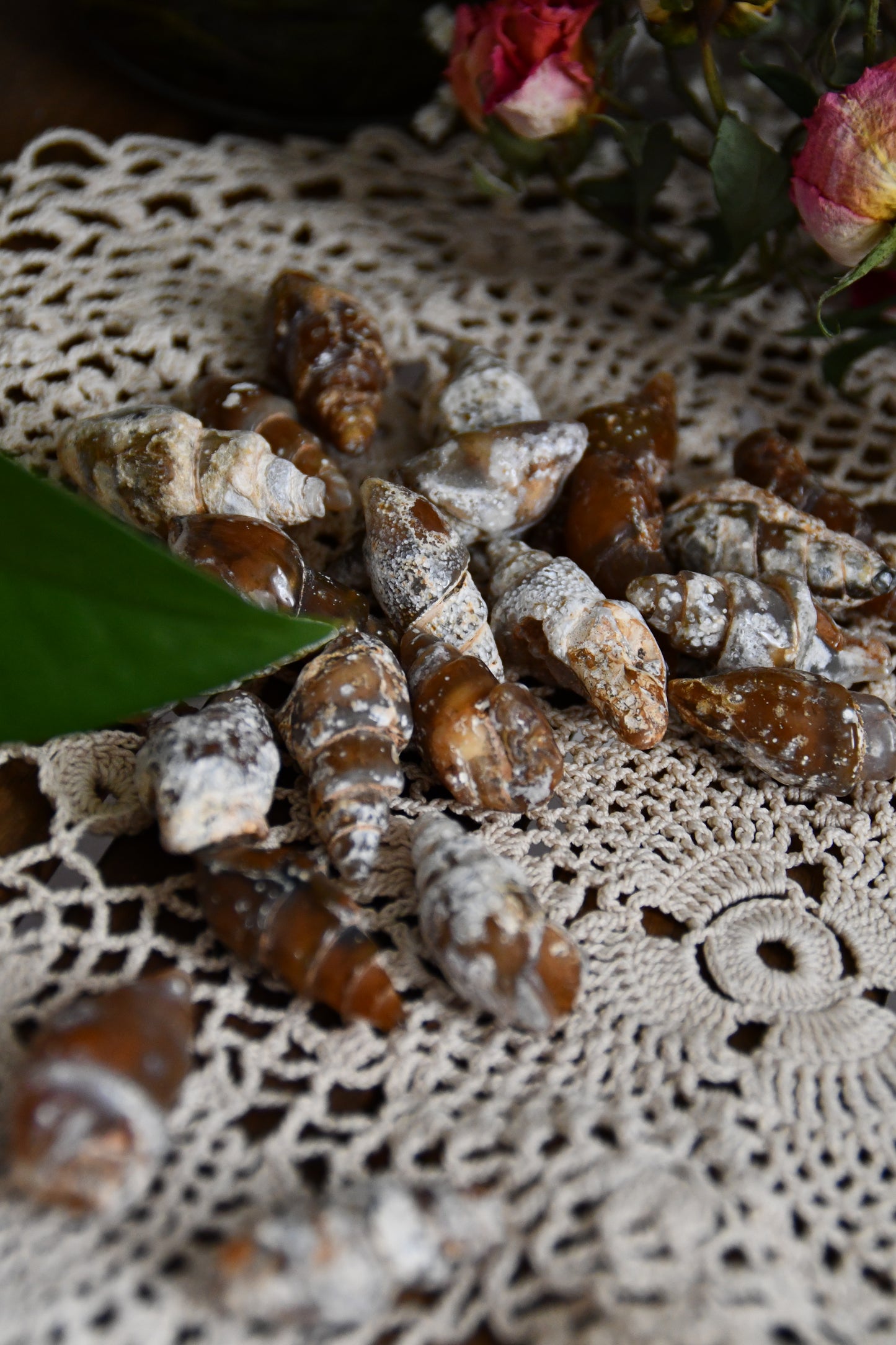 Agatized Shell Fossils