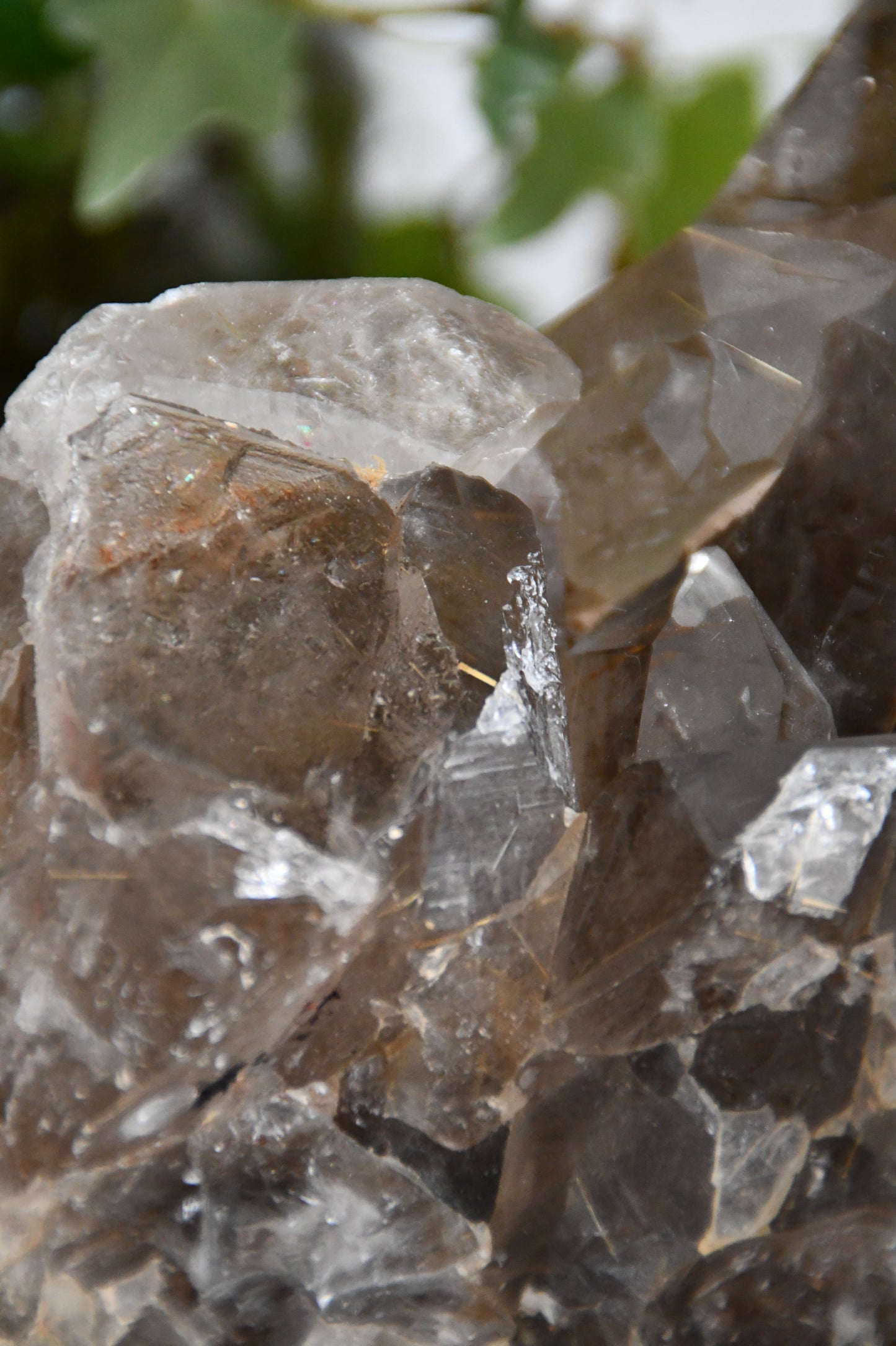 Large Statement Smokey Rutilated Quartz Cluster