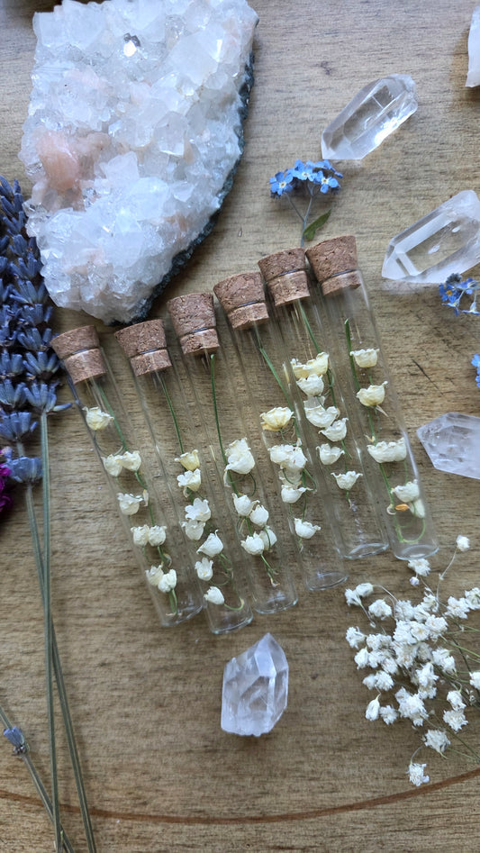 Dried Lily of the Valley Vial Specimen