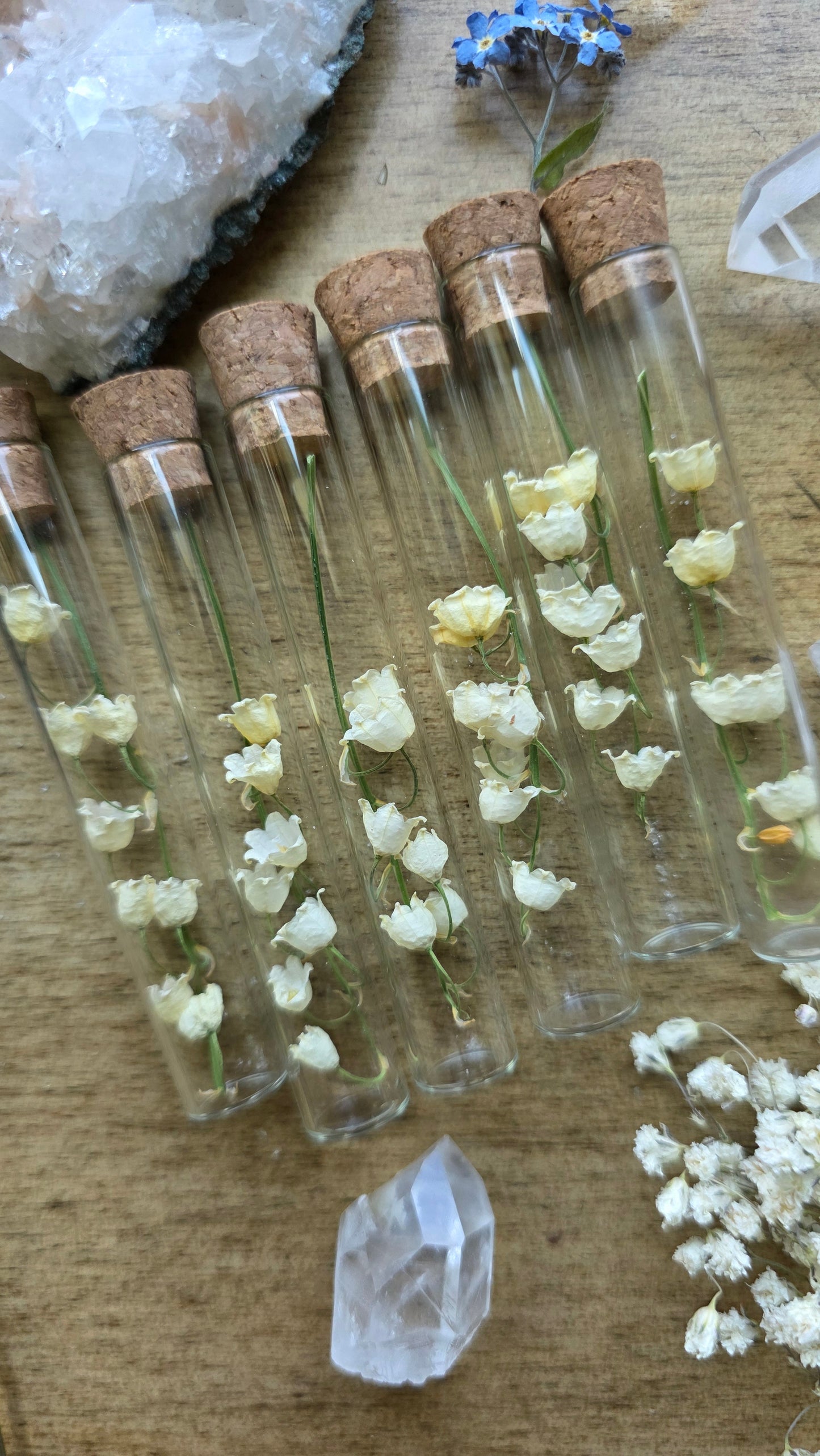 Dried Lily of the Valley Vial Specimen