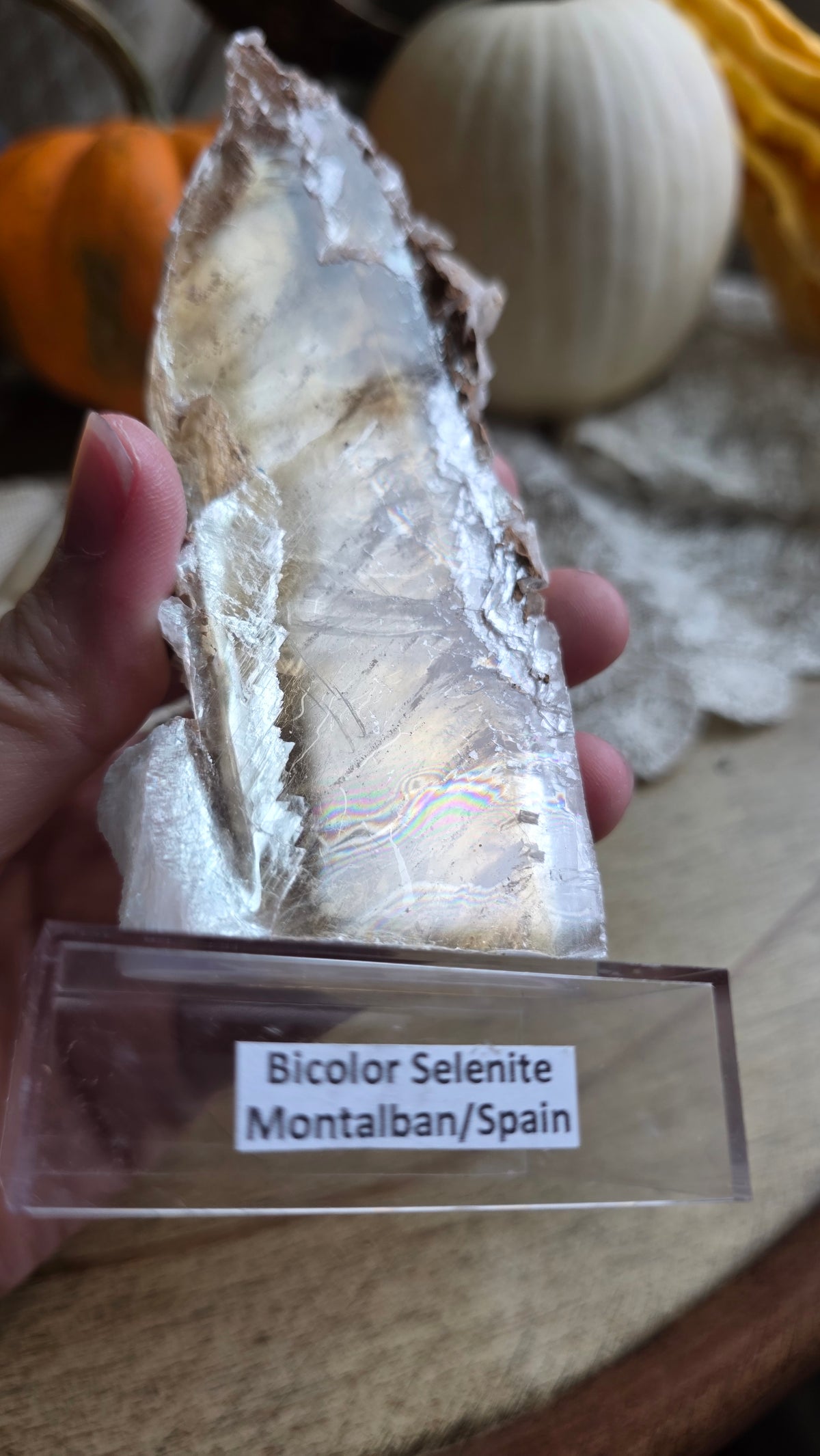 Bicolor Selenite on stand
