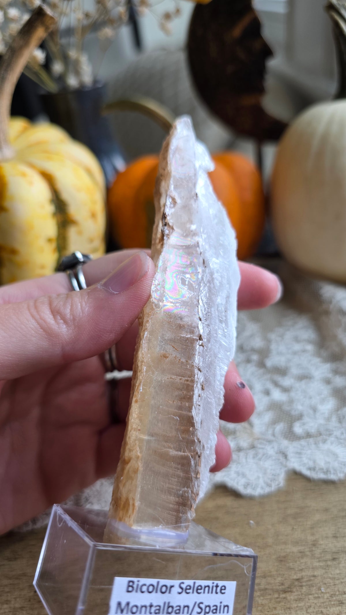 Bicolor Selenite on Stand